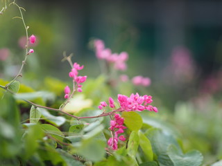 Pink flower small ivy Scientific name Antigonon leptopus Hook, arranged into beautiful bouquets on blurred of nature background