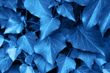 Trend color 2020 classic blue, top view, exotic leaves background for design. Trendy blue color concept of the year. 