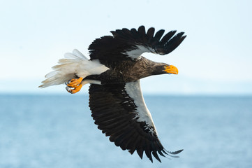 Adult Steller's sea in flight. Scientific name: Haliaeetus pelagicus. Blue sky and ocean background.