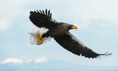 Adult Steller's sea in flight. Scientific name: Haliaeetus pelagicus. Blue sky and ocean background.