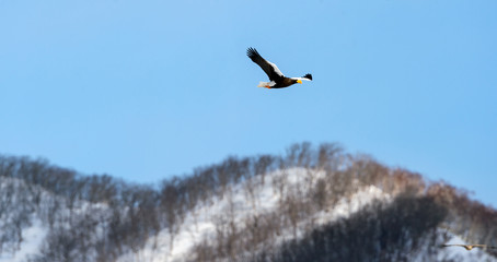 Adult Steller's sea eagle in flight. Winter Mountains and blue sky  background. Scientific name: Haliaeetus pelagicus. Natural Habitat. Winter Season.