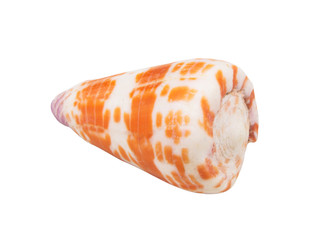 Orange and white seashell isolated on white background
