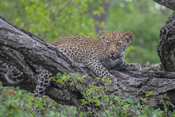 Leopard cub