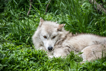 wolf in the grass