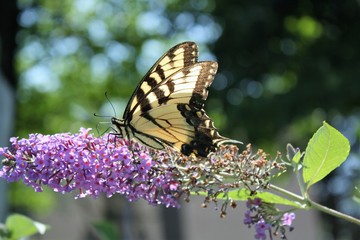 monarch butterfly landing on a flower