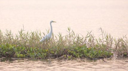 Egret on lakeside at sunset, Thailand