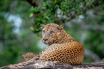 Old Leopard male with scars on the face lies on the rock. The Sri Lankan leopard (Panthera pardus kotiya) male.