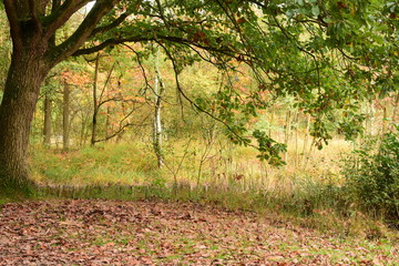 the autumn tree 