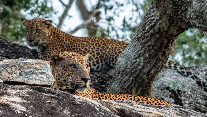 Fototapeta na wymiar Leopards on a rock. The Female and male of Sri Lankan leopard (Panthera pardus kotiya). Sri Lanka. Yala National Park.