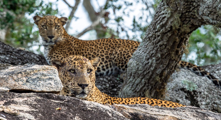 Leopards on a rock. The Female and male of Sri Lankan leopard (Panthera pardus kotiya). Sri Lanka. Yala National Park.