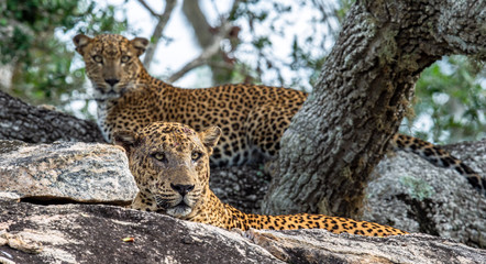 Leopards on a rock. The Female and male of Sri Lankan leopard (Panthera pardus kotiya). Sri Lanka....