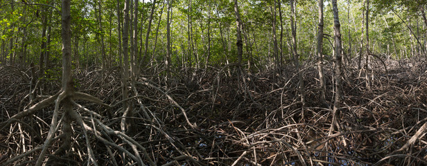 Mangrove swamp, Thailand