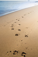 Dog prints in the sand