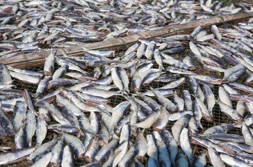 Drying fish by the roadside, Thailand
