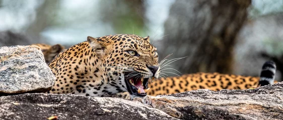 Fototapeten Leopard brüllt. Leopard auf einem Stein. Das Weibchen des srilankischen Leoparden (Panthera pardus kotiya). © Uryadnikov Sergey