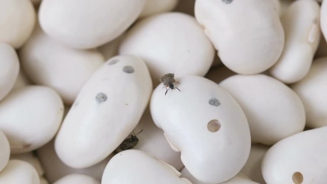 two beetles ( Acanthoscelides obtectus ) are crawling on bean seeds.
