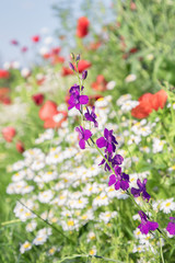 Purple flower on the background of blurred daisies and poppies
