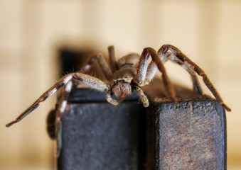 Huntsman spider001