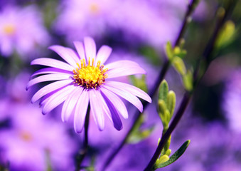Obraz premium Purple flower on road side