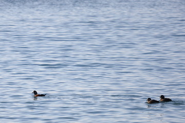 Harlequin ducks (Histrionicus histrionicus) swimming on the sea surface. Two ducks following the drake. Group of wild ducks in natural habitat.