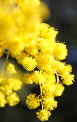 Australian Golden Wattle