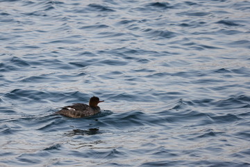 Red-breasted merganser duck (Mergus serrator) swimming in sea water. Wild diving duck in nature.