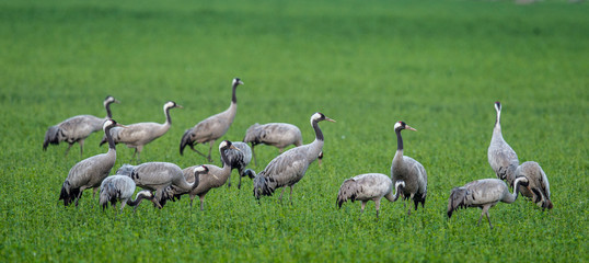 Cranes  in a field foraging.  Green grass background.  Common Crane, Grus grus,  natural habitat.