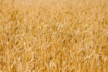 Wheat field close up. Selective focus