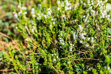 Prostrate shrub - Calluna vulgaris with less common white flowers.. Occurring in the wild on an acidic soils.