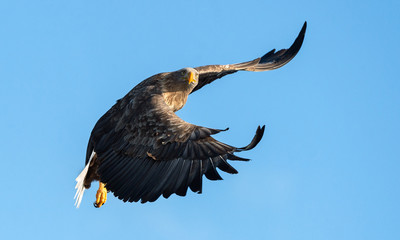 Adult White-tailed eagle in flight. Blue sky background. Scientific name: Haliaeetus albicilla, also known as the ern, erne, gray eagle, Eurasian sea eagle and white-tailed sea-eagle.