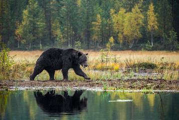 A brown bear on the bog in the autumn forest. Adult Big Brown Bear Male. Scientific name: Ursus arctos. Natural habitat, autumn season.