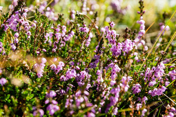Prostrate shrub - Calluna vulgaris with pink flowers. Occurring in the wild on an acidic soils.