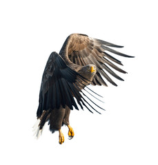 Adult White tailed eagle in flight. Isolated on White background. Scientific name: Haliaeetus albicilla, also known as the ern, erne, gray eagle, Eurasian sea eagle and white-tailed sea-eagle.