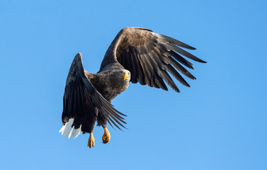 Adult White-tailed eagle in flight. Blue sky background. Scientific name: Haliaeetus albicilla, also known as the ern, erne, gray eagle, Eurasian sea eagle and white-tailed sea-eagle.