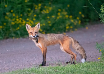 fox in the wild