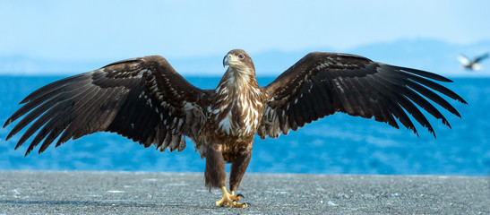 Juvenile White tailed eagle spreading wings. Scientific name: Haliaeetus albicilla, also known as the ern, erne, gray eagle, Eurasian sea eagle and white-tailed sea-eagle.