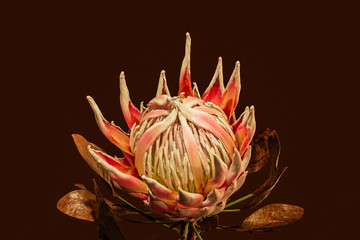 Red orange white protea blossom with leaves macro on dark red background