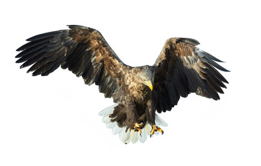 Adult White tailed eagle in flight. Isolated on White background. Scientific name: Haliaeetus albicilla, also known as the ern, erne, gray eagle, Eurasian sea eagle and white-tailed sea-eagle.