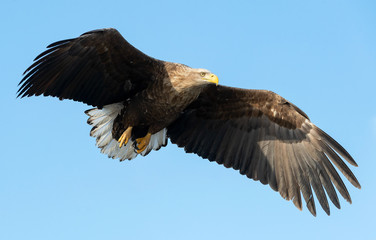 Adult White-tailed eagle in flight. Blue sky background. Scientific name: Haliaeetus albicilla, also known as the ern, erne, gray eagle, Eurasian sea eagle and white-tailed sea-eagle.