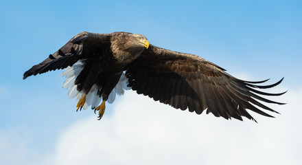 Naklejka na ściany i meble Adult White-tailed eagle in flight. Blue sky background. Scientific name: Haliaeetus albicilla, also known as the ern, erne, gray eagle, Eurasian sea eagle and white-tailed sea-eagle.