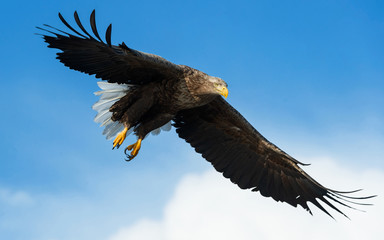 Adult White-tailed eagle in flight. Blue sky background. Scientific name: Haliaeetus albicilla, also known as the ern, erne, gray eagle, Eurasian sea eagle and white-tailed sea-eagle.