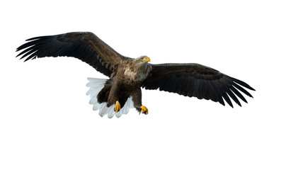 Adult White tailed eagle in flight. Isolated on White background. Scientific name: Haliaeetus albicilla, also known as the ern, erne, gray eagle, Eurasian sea eagle and white-tailed sea-eagle.