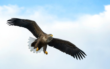 Adult White-tailed eagle in flight. Blue sky background. Scientific name: Haliaeetus albicilla, also known as the ern, erne, gray eagle, Eurasian sea eagle and white-tailed sea-eagle.