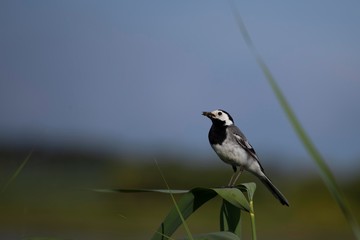 bird