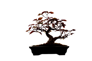 silhouette of a bonsai tree