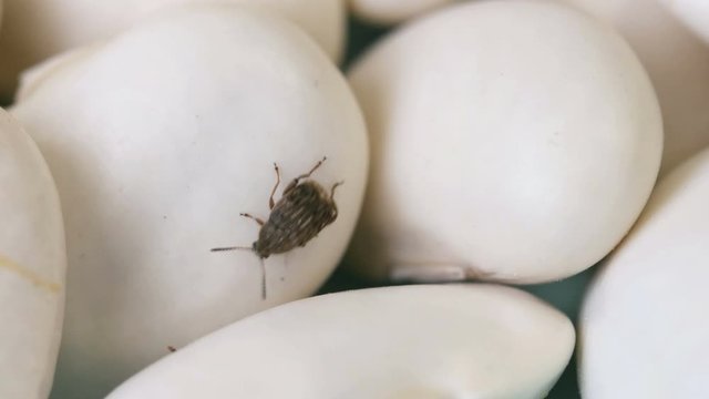 one beetle ( Acanthoscelides obtectus ) are crawl away on bean seeds. closeup.
