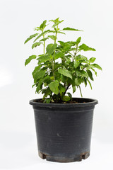 Thai basil tree white background