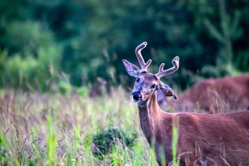 Deer Tilting it's Head