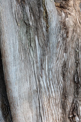 Abstract texture of tree
