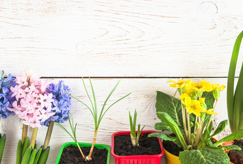 Spring gardening concept. Various of spring flowers: hyacinths, primroses in flowerpots on the white paint wooden background. Copy space, flat lay